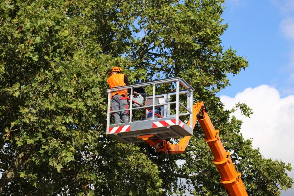 Cost of Commercial Tree Service in Naples
