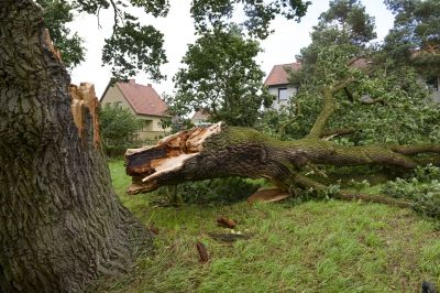 Fallen Tree in a Residential Yard