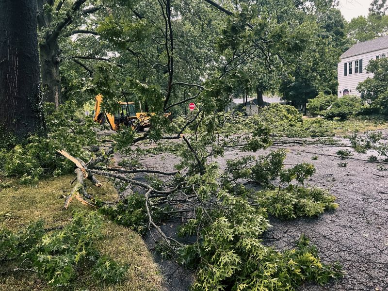 Storm Damage Tree Debris