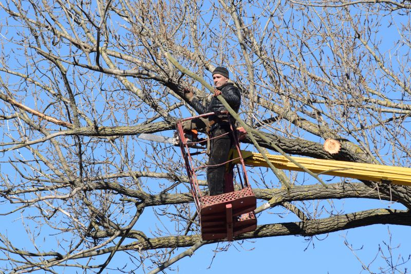 Tree Inspection by Arborist