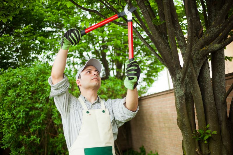 Landscape Tree Care