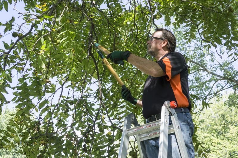 Healthy Tree Maintenance