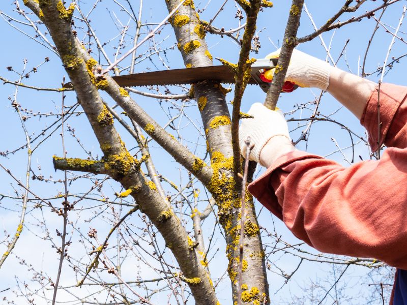 Tree Care Consultation